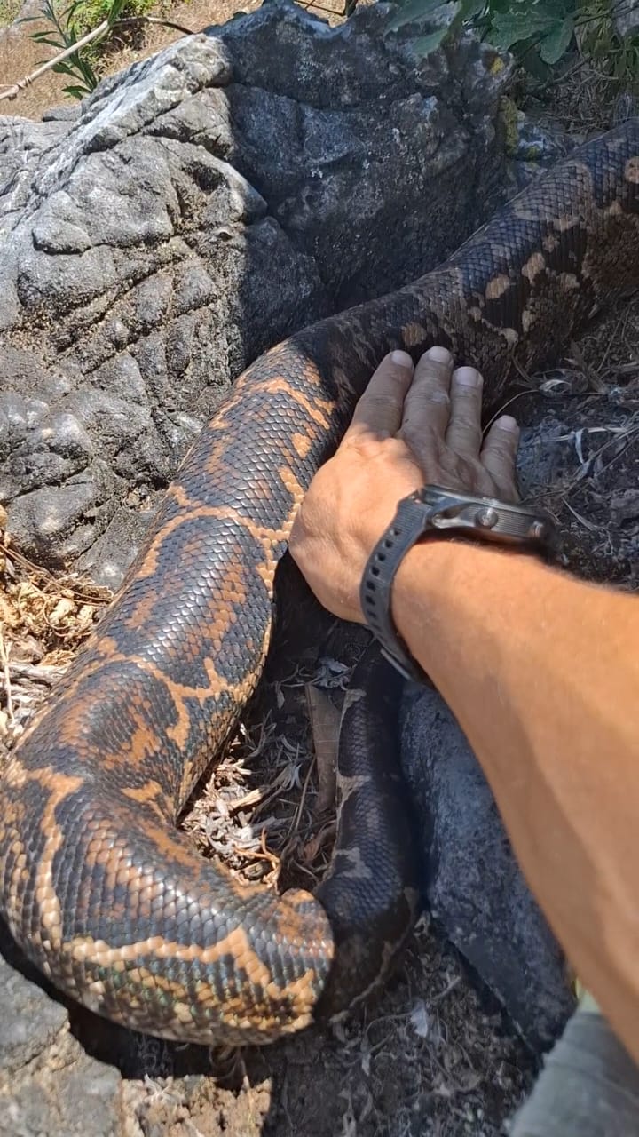 Boa